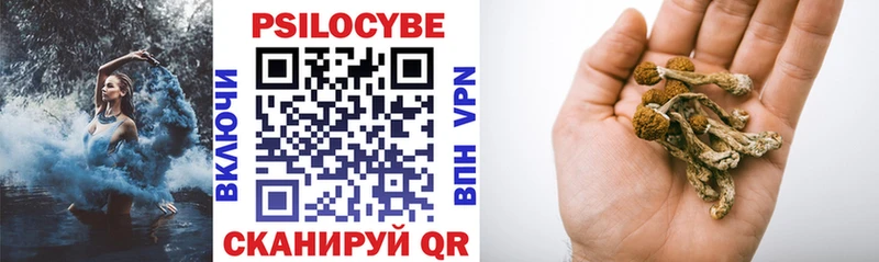 гидра зеркало  купить наркоту  Назрань  Галлюциногенные грибы Psilocybe 